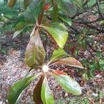 Franklinia alatamaha Leaf