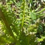Pedicularis rostratospicata 葉