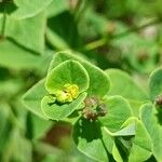 Euphorbia dulcisFlor