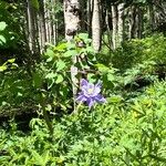 Aquilegia coerulea Lorea