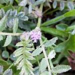 Astragalus sesameus Leaf