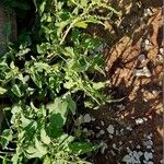 Amaranthus viridis Leaf