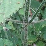 Strobilanthes attenuata خشب