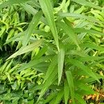 Lilium henryi Hoja