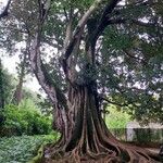 Ficus macrophyllaᱥᱟᱠᱟᱢ