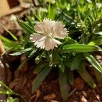 Dianthus chinensisΛουλούδι