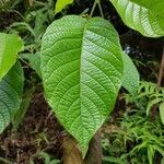 Baccaurea polyneura برگ