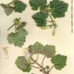 Asarina procumbens Ďalší