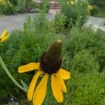 Rudbeckia maximaFlower