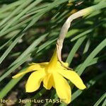 Narcissus × odorus ᱵᱟᱦᱟ