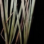 Carex esenbeckii Прочее