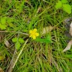 Potentilla indicaFlower