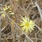 Carlina racemosa 花