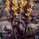 Pedicularis oederi Цвят