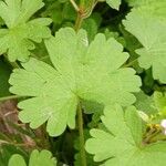 Geranium rotundifolium Листок