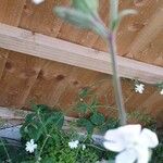 Silene latifolia Квітка
