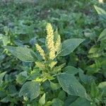 Amaranthus retroflexusFuelha