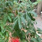 Calliandra tweediei Leaf