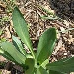 Hymenoxys hoopesii Leaf