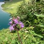 Lactuca alpinaFlower