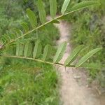 Zanthoxylum rhoifolium Folla