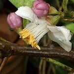 Citrus japonica Flower