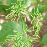 Aralia warmingiana