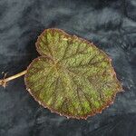 Begonia picta Агульны выгляд