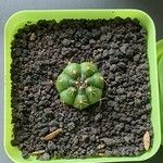 Gymnocalycium anisitsii Corteza