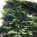 Vitis coignetiae عادت داشتن