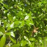 Quercus laurifolia Blad