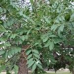 Sclerocarya birreaLeaf