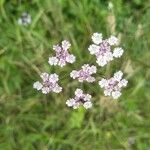 Torilis japonica Flower