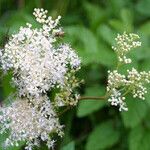 Filipendula ulmariaFlower