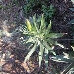 Echium virescens Habitat