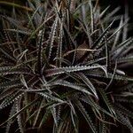 Dyckia goehringii E.Gross & Rauh葉