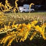 Solidago canadensis Kwiat