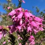 Erica australis Blomma