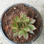 Echeveria agavoides Feuille