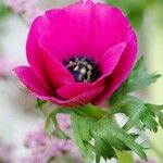 Anemone coronaria Kvet