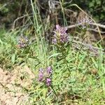 Thymbra spicata Blüte