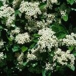 Photinia villosa Flower