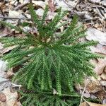 Lycopodium dendroideum Alkat (teljes növény)