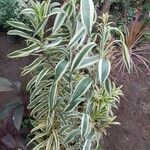 Dracaena brauniiLeaf