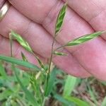 Bromus catharticus Frukt