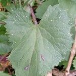 Lunaria annua Blad