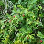 Ilex mucronata Fruit