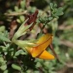 Lotus glaucus 花