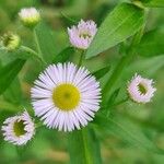 Erigeron annuusFlor