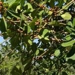 Ficus benghalensis Агульны выгляд